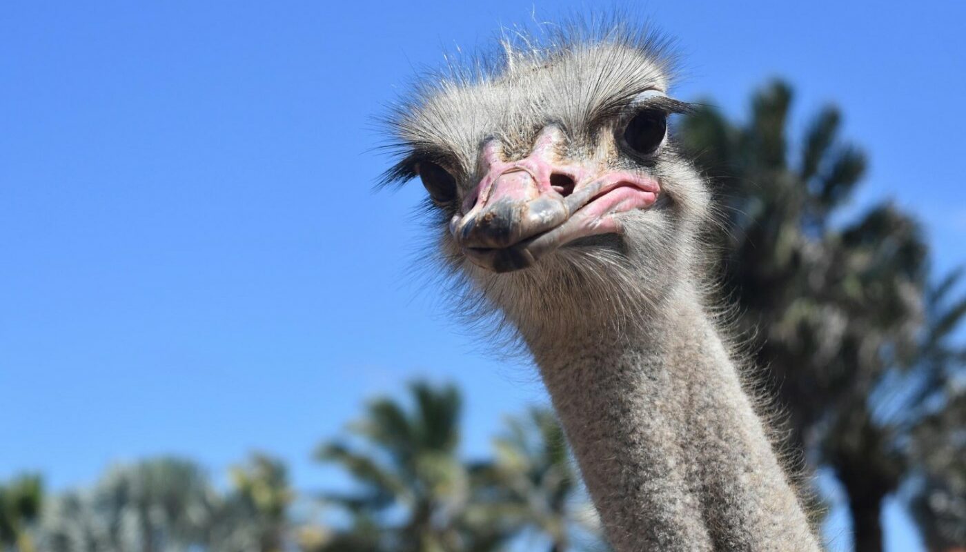 В Китае мужчина отказался от автомобиля — и уже 10 лет катается на «страус-мобиле»