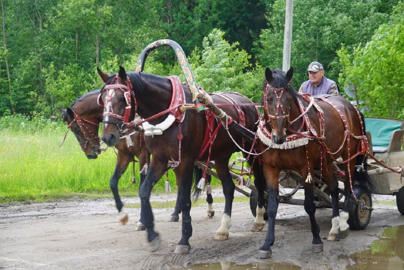 Вологодская конная тройка выиграла кубок президента