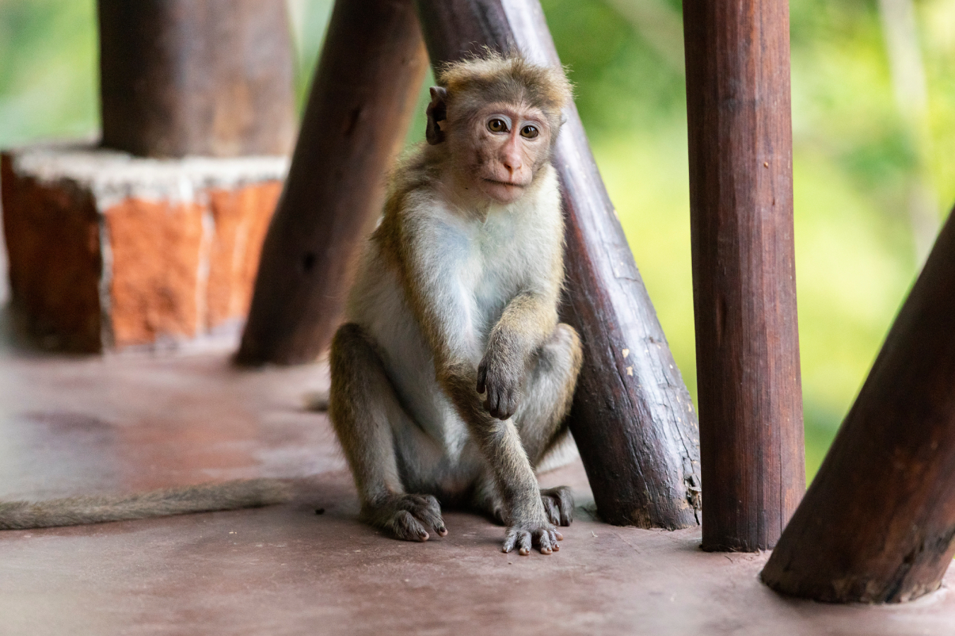 Индия и Шри-Ланка меняют правила въезда для туристов