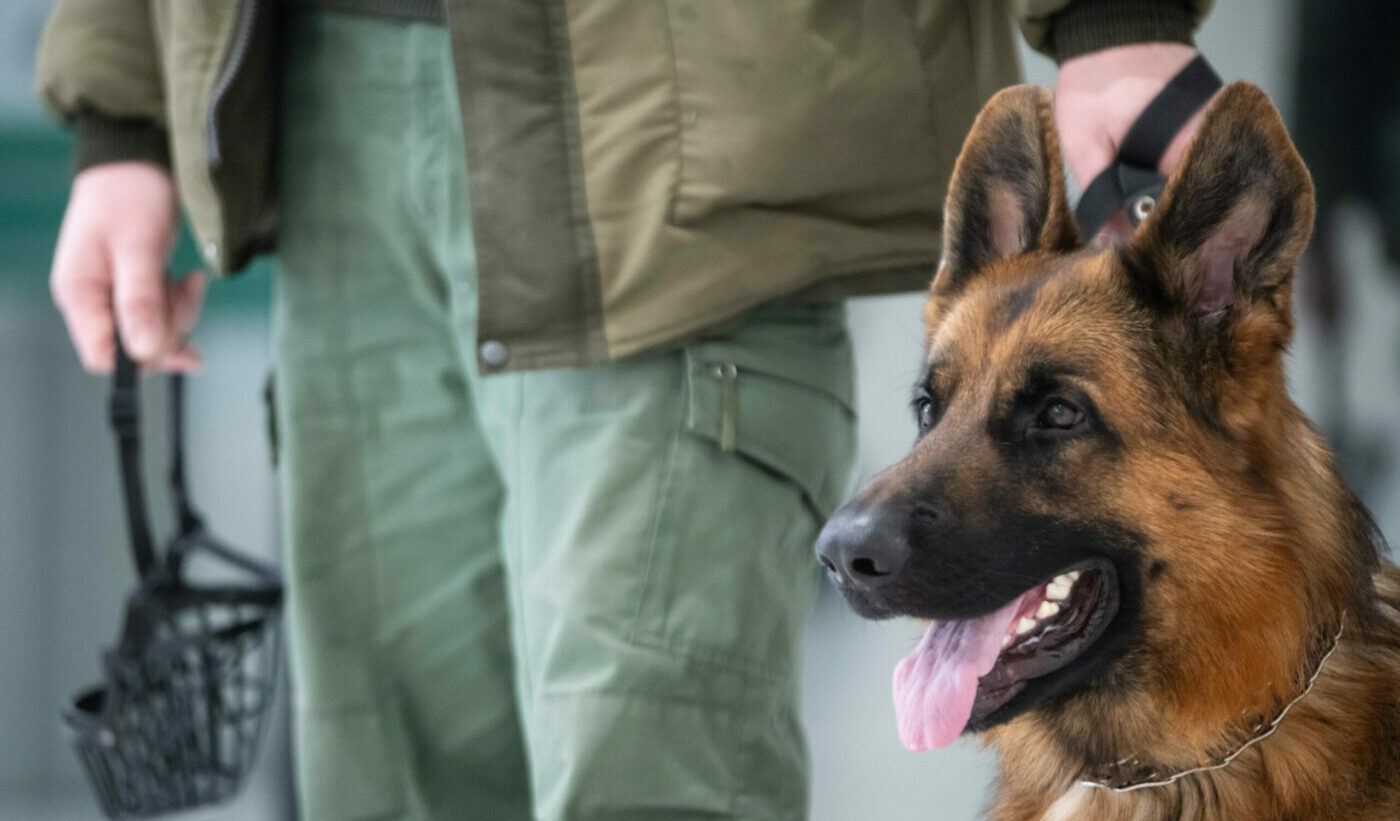 В России запретят детям выгуливать немецких овчарок и доберманов