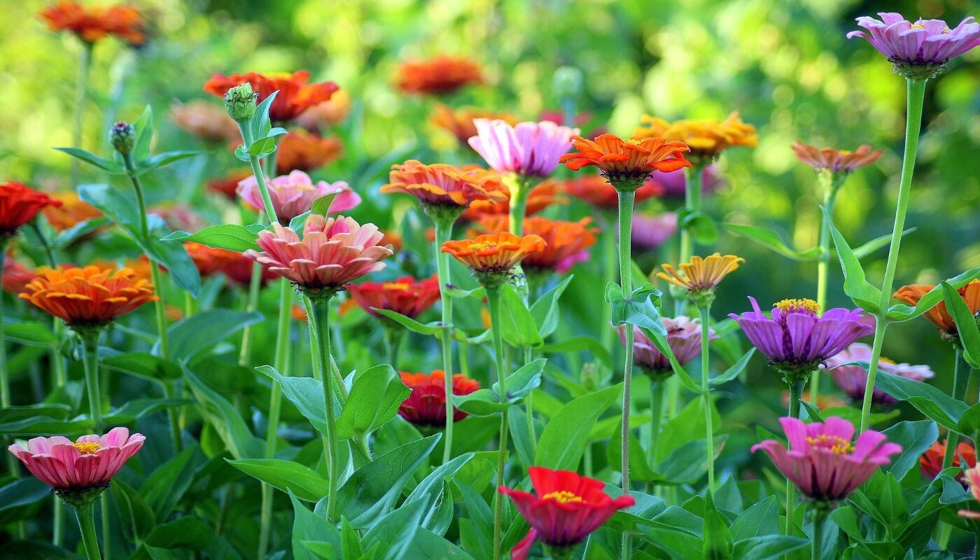 Рассада не нужна: лучшие цветы для дачной клумбы, семена приобретайте осенью