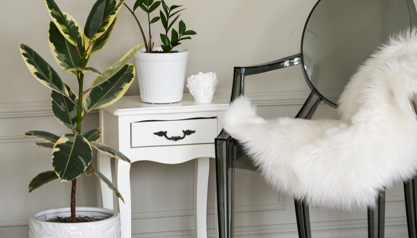 Не убиваемые цветы: выживут в любых условиях без полива и света