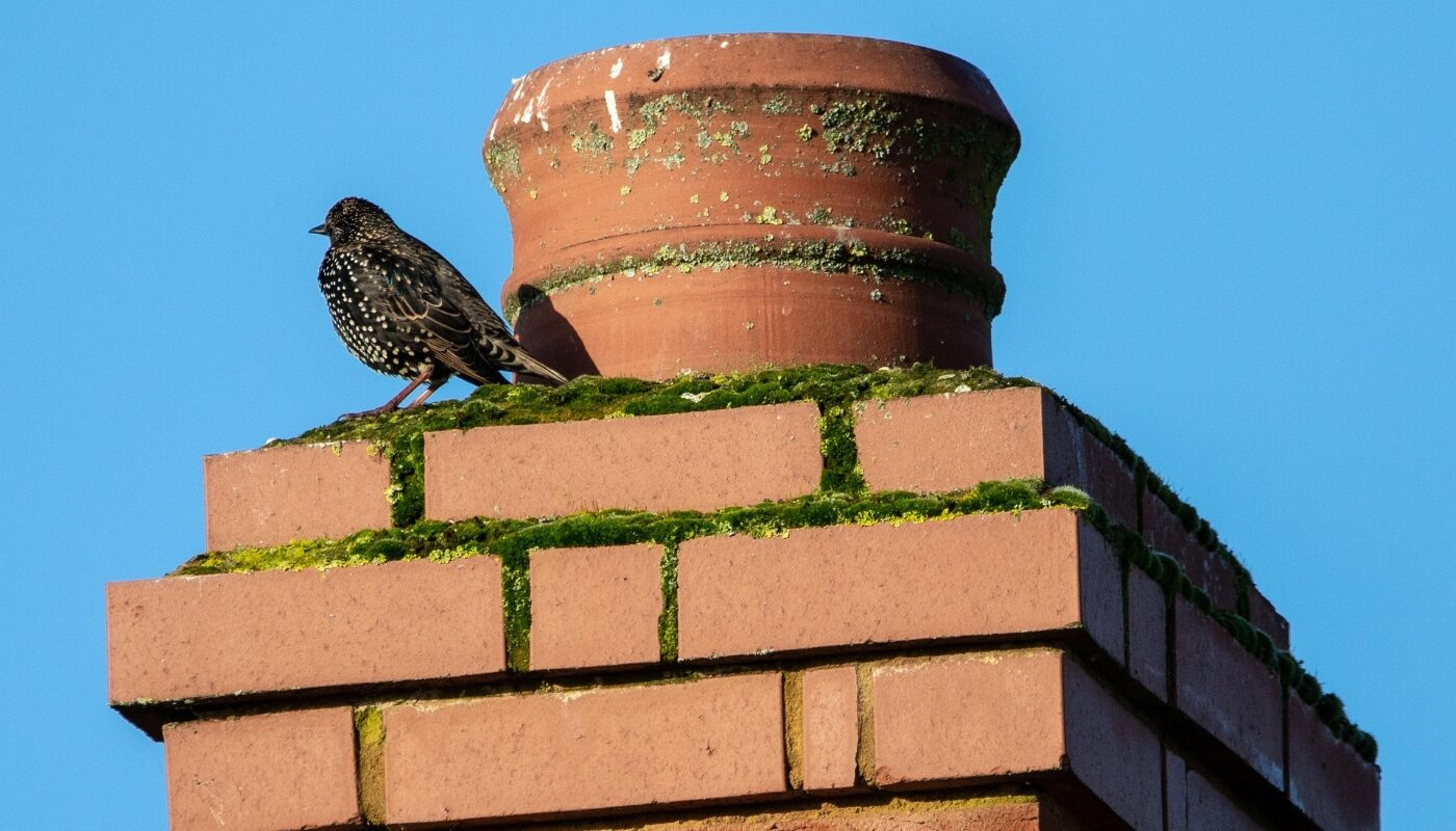 Сажа в трубе начнет  отваливаться хлопьями: чистим дымоход без ершика и химии