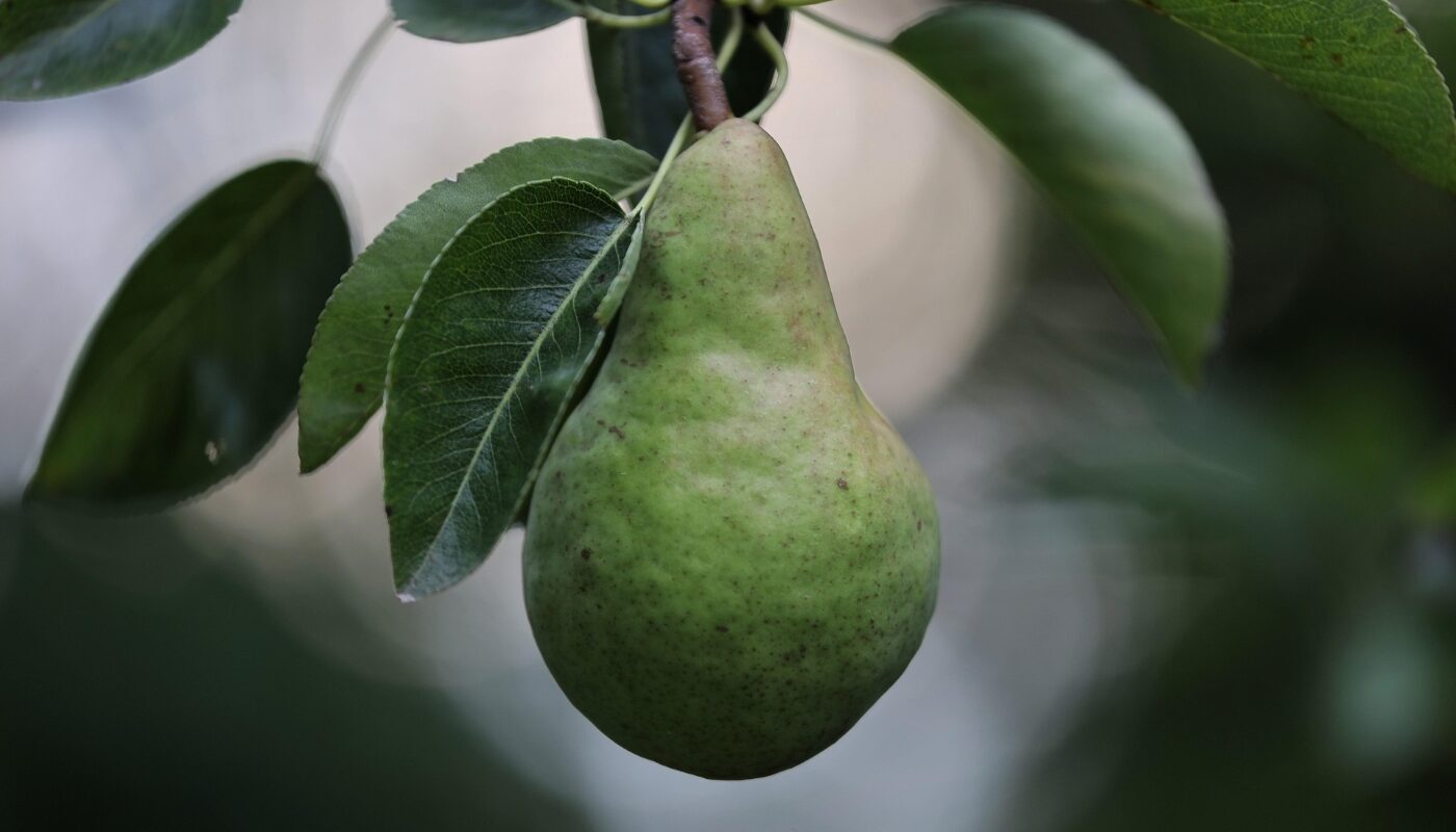 Такие «соседи» только погубят грушу, какие растения мешают дереву расти