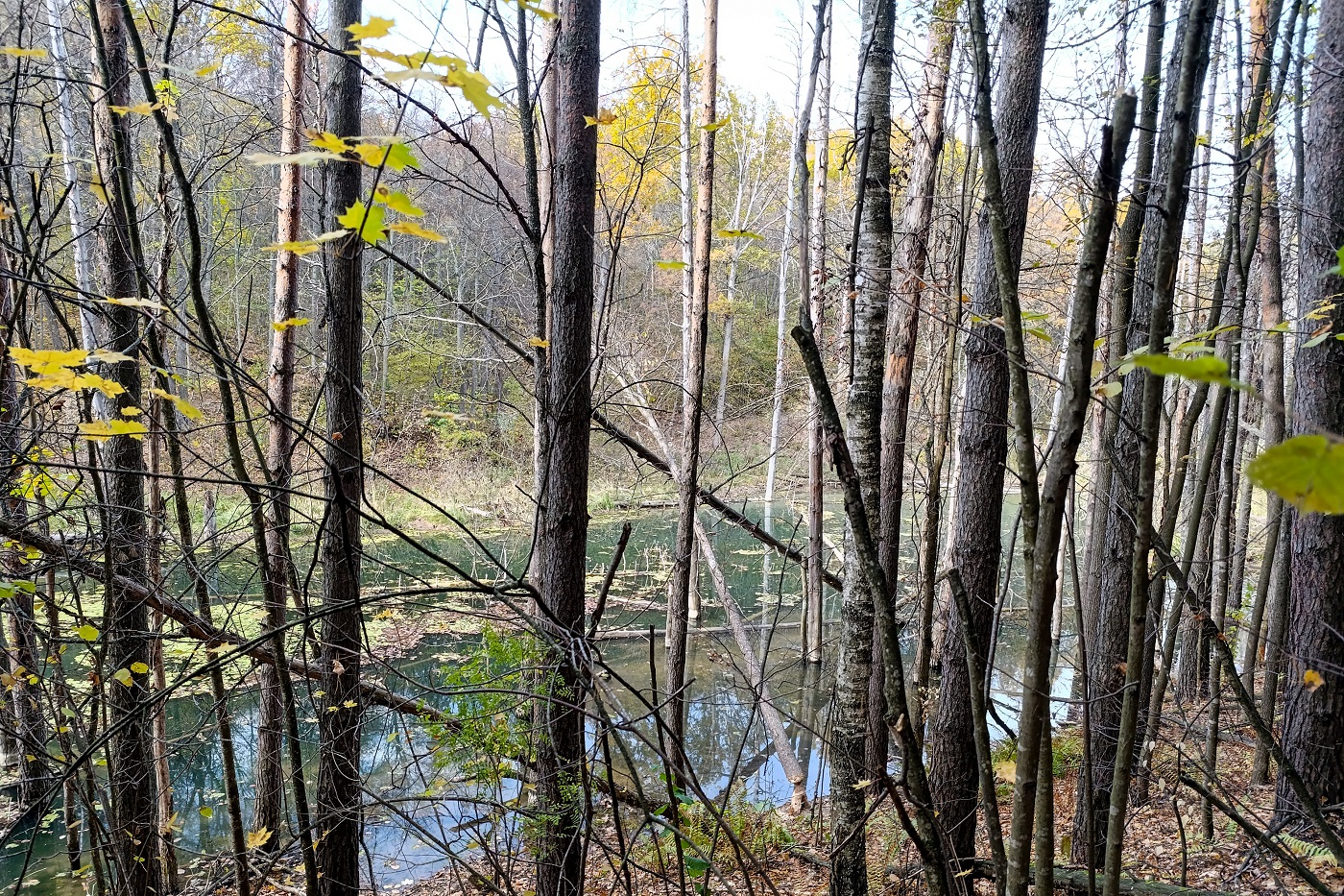В лесу под Соколом загадочно погиб охотник