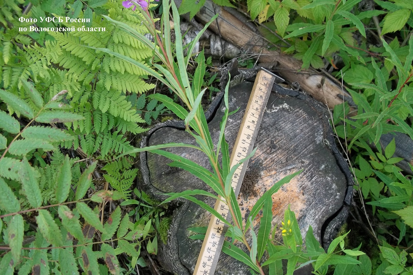 Группа «черных лесорубов» незаконно вырубила леса на 700 млн рублей