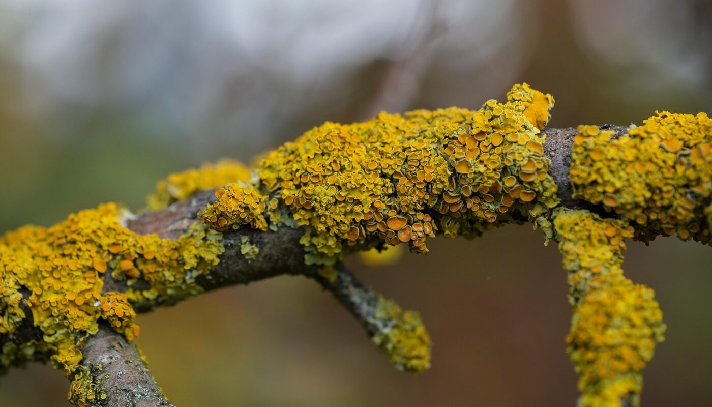 Лишайники и мхи навсегда исчезнут с яблони: очищаем деревья от «жильцов» — паразитов