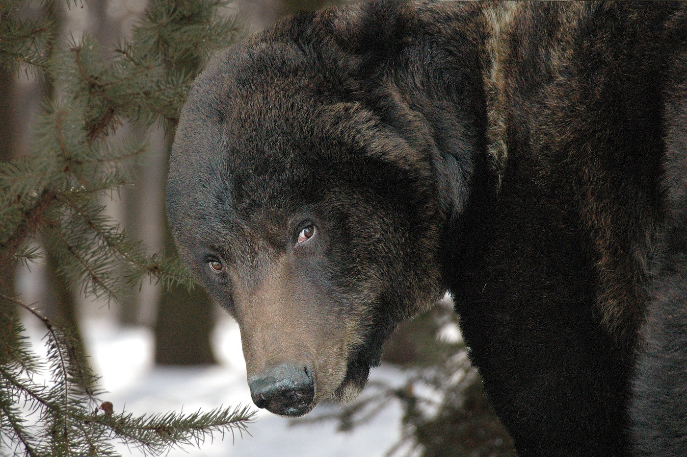 Популяция медведей сократилась в Вологодской области