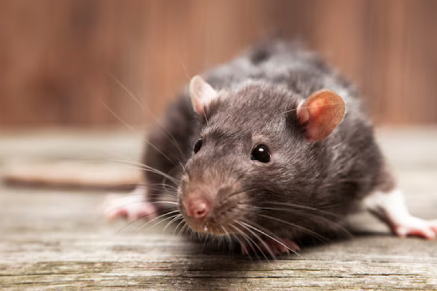 Появились крысы и мыши? Проблема решаема!