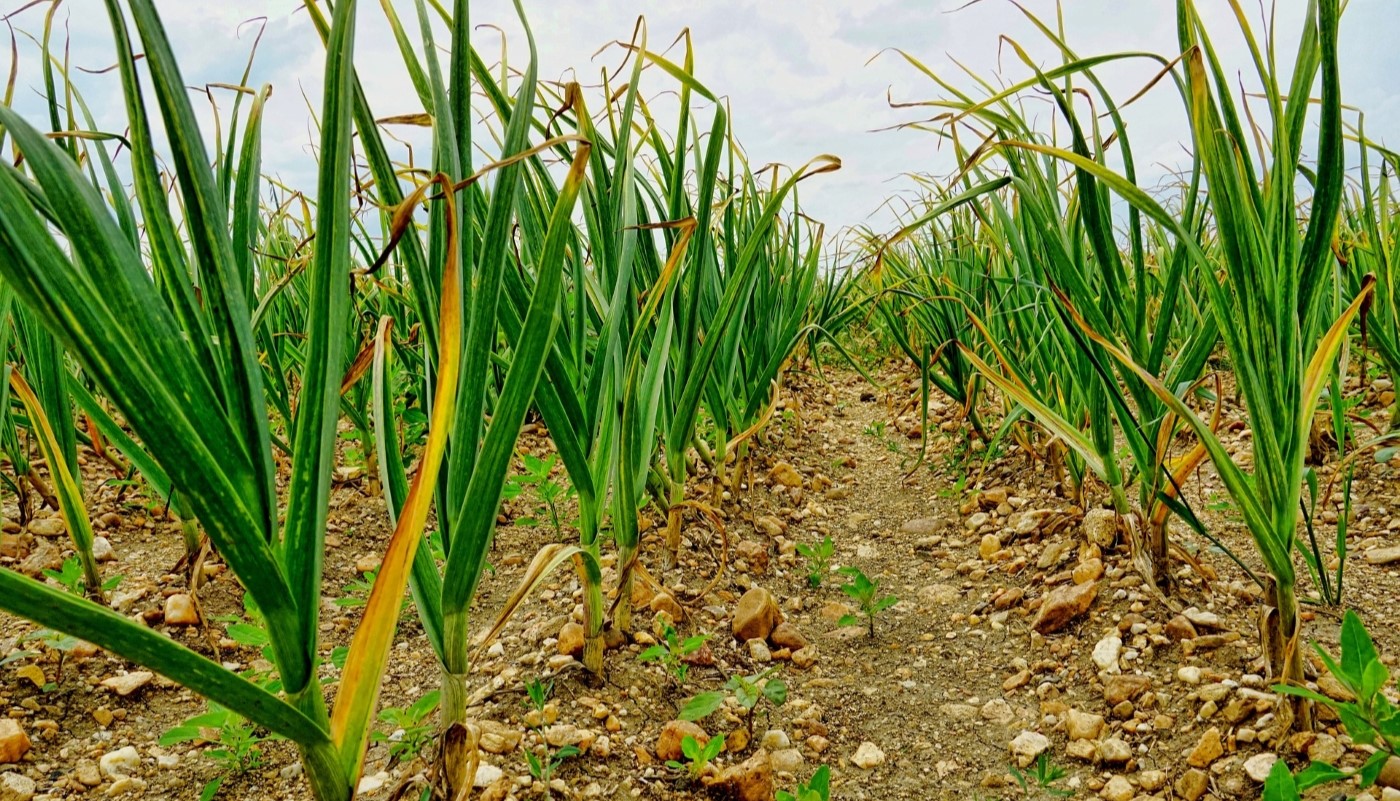 Сажаем после чеснока: какие культуры дадут богатый урожай на чесночной грядке