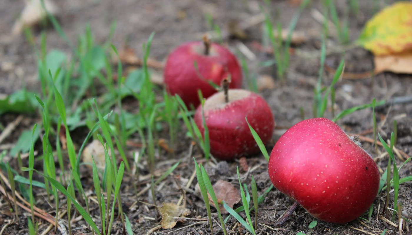 Срочно внесите удобрения на огород: этот сорняк указывает на низкое плодородие почвы