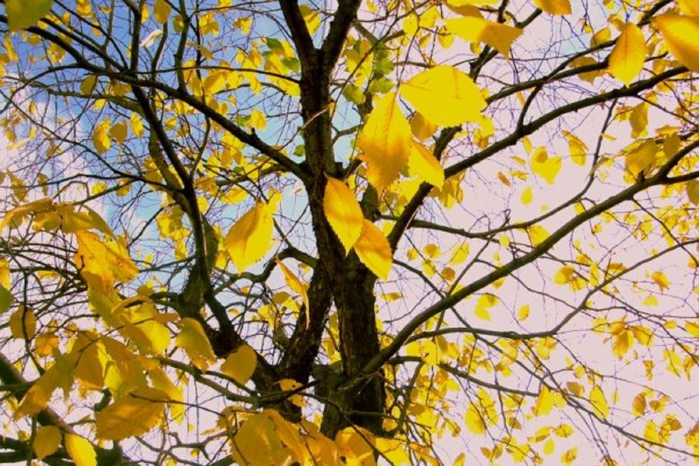 Синоптики дали предварительный прогноз на октябрь