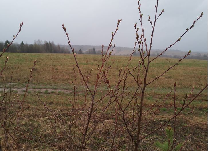 Ненастный североатлантический циклон определяет сегодня погоду