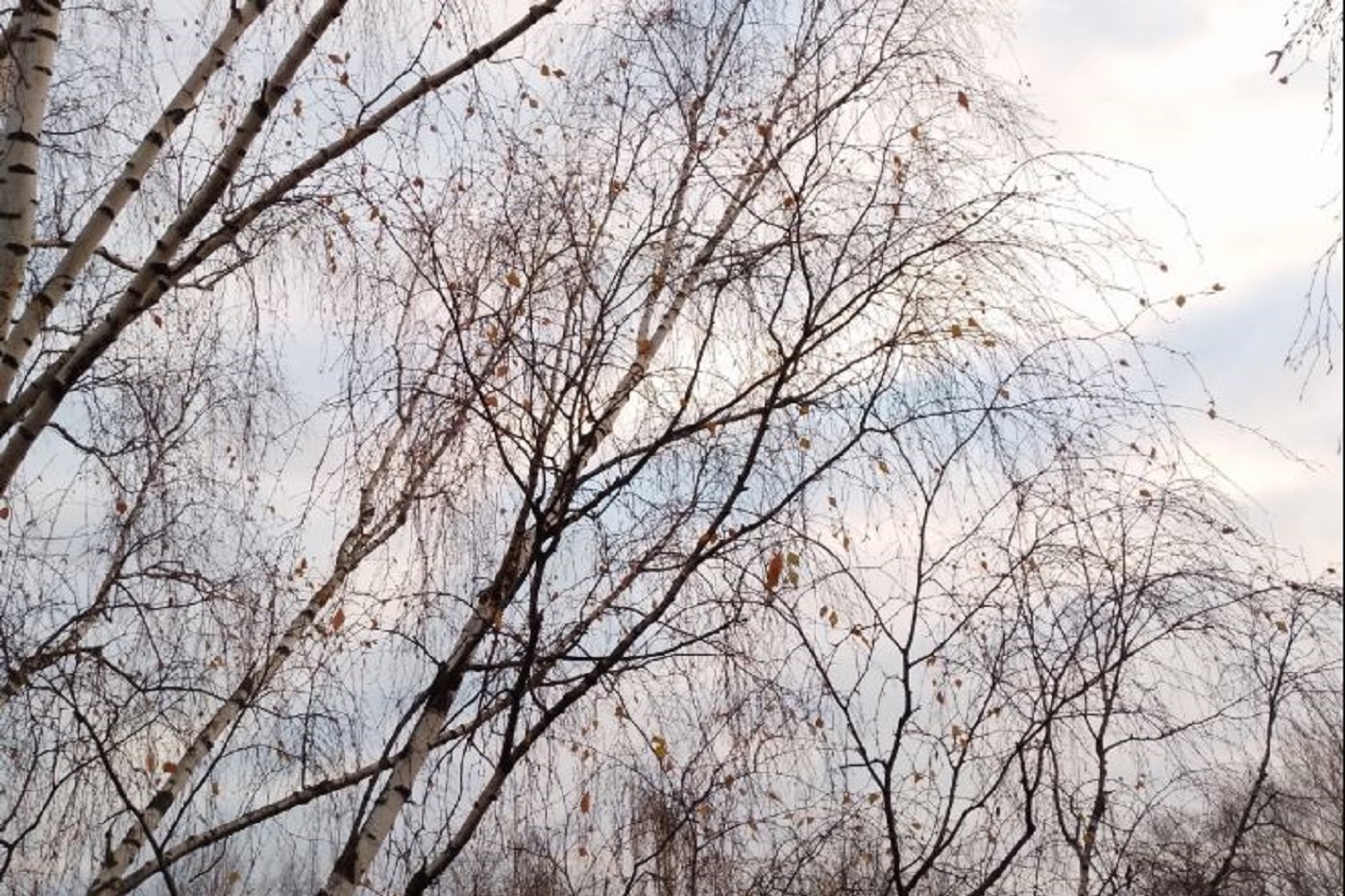 Небольшое потепление обещают вологодские синоптики