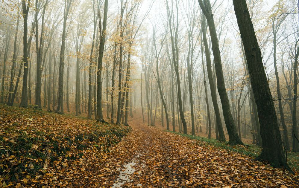 Синоптики рассказали о причинах аномального тепла в конце октября