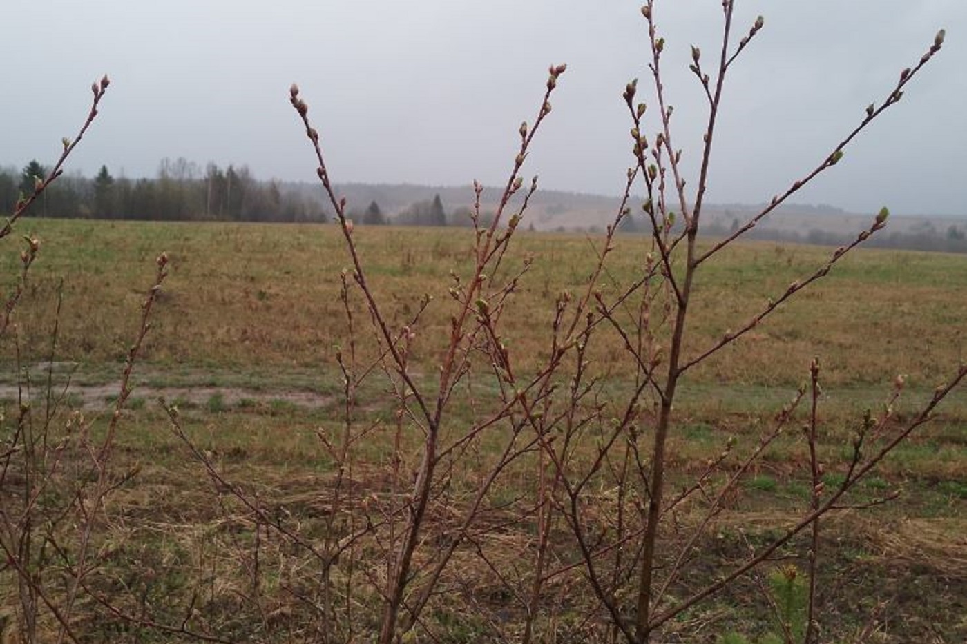 Вологодские синоптики обещают первый снег