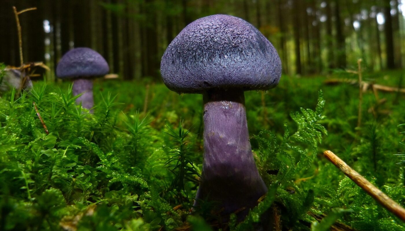 Опята на дачном участке наносят вред культурным деревьям: как избавиться от грибницы и спасти сад