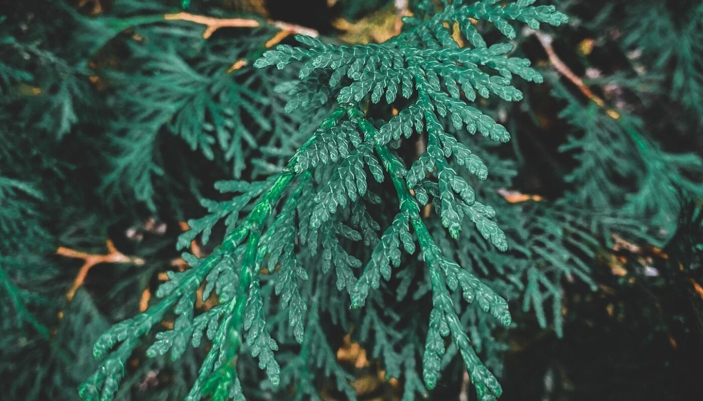 Туя желтеет и опадает: первая помощь для дерева спасет растение от гибели