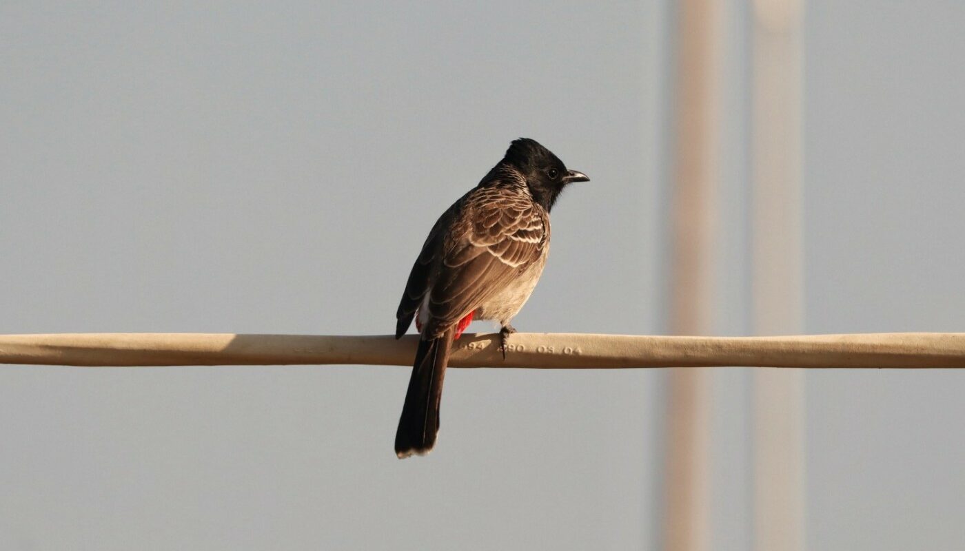 Эксперты выяснили, какие автомобили птицы больше всего ненавидят — и пачкают