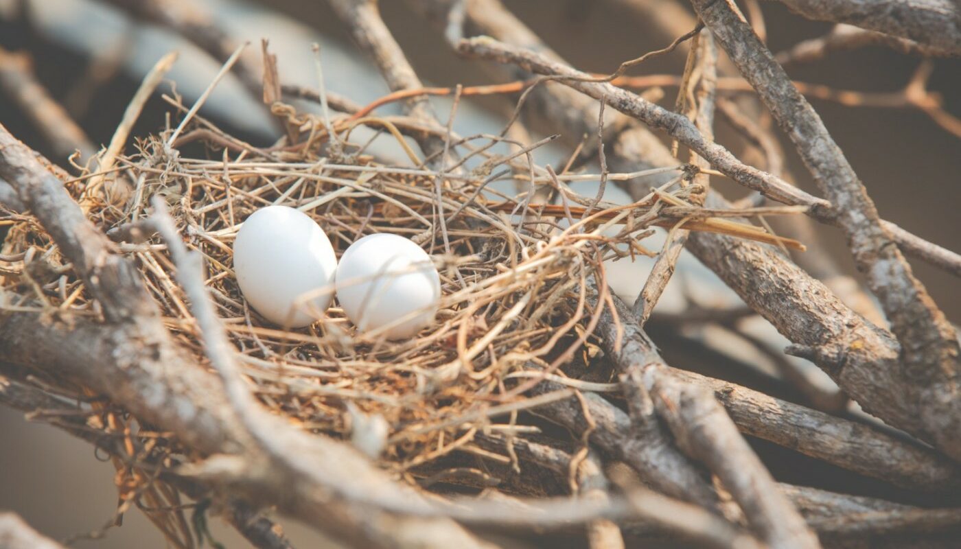 В Испании ученые «разорили» более 50 птичьих гнезд ради поиска артефактов. И ведь нашли