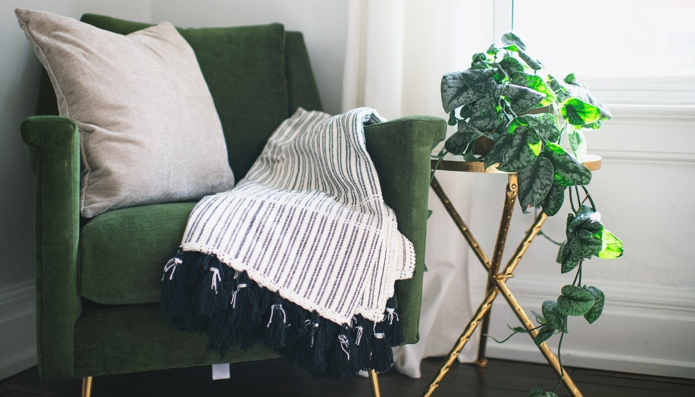 Комнатные цветы, которым не нужен свет: топ – 5 самых неприхотливых растений