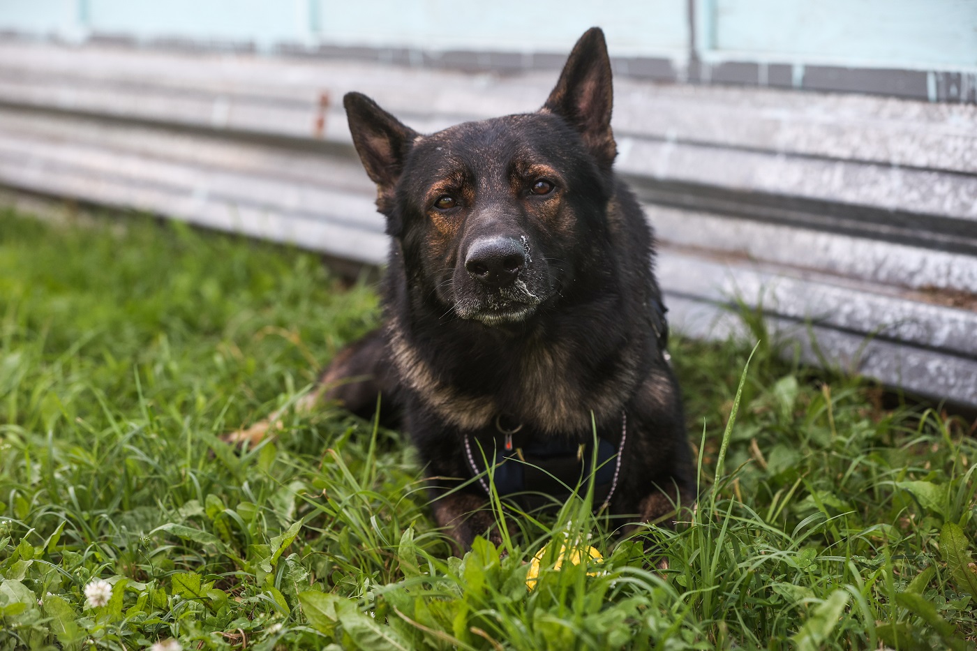 Жителя Шекснинского округа не стали судить за убийство собаки