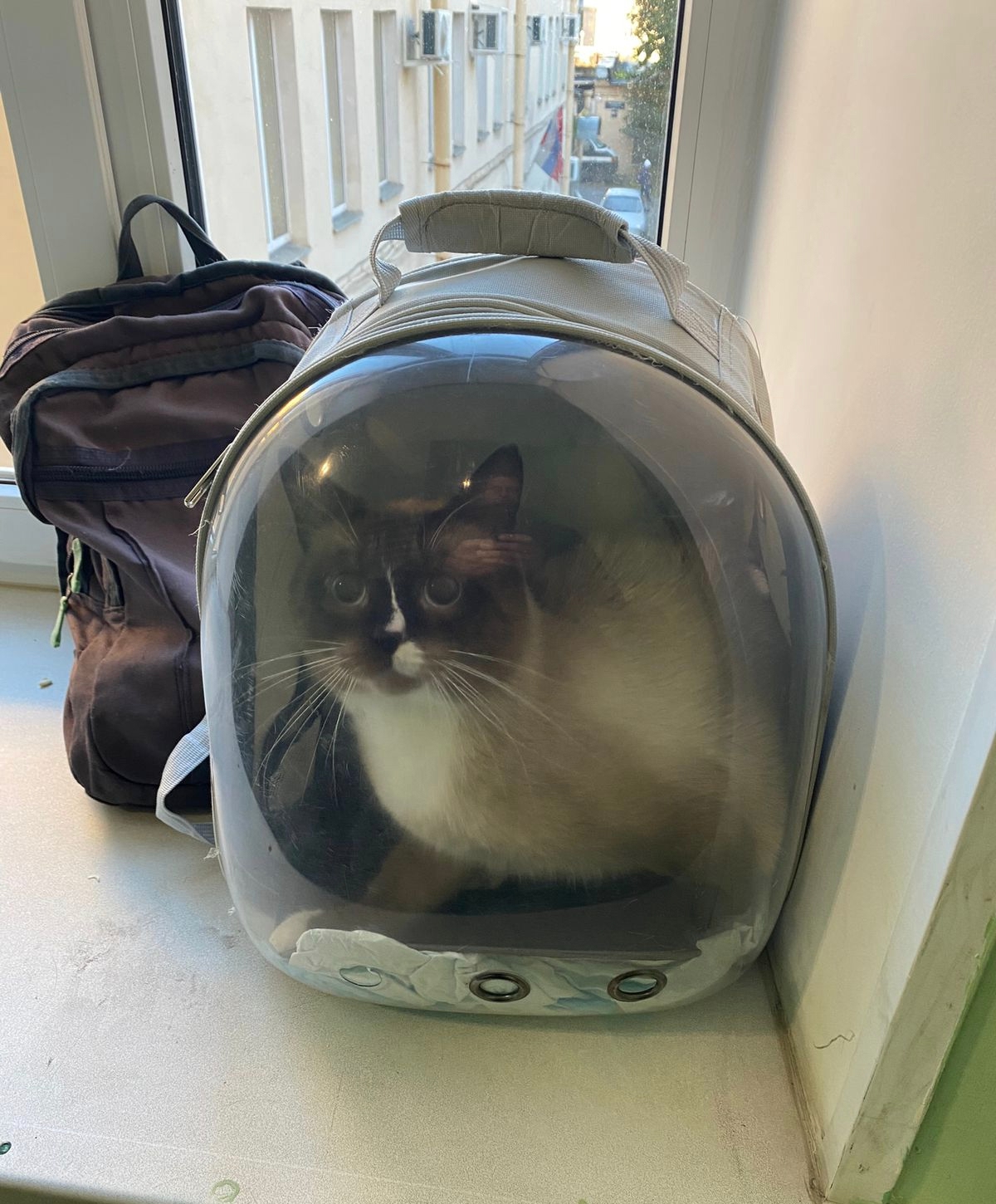 Петербургская похитительница держала монастырского кота в плену три года