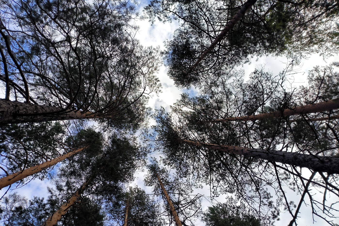 Опасный карантинный вредитель обнаружен на западе области