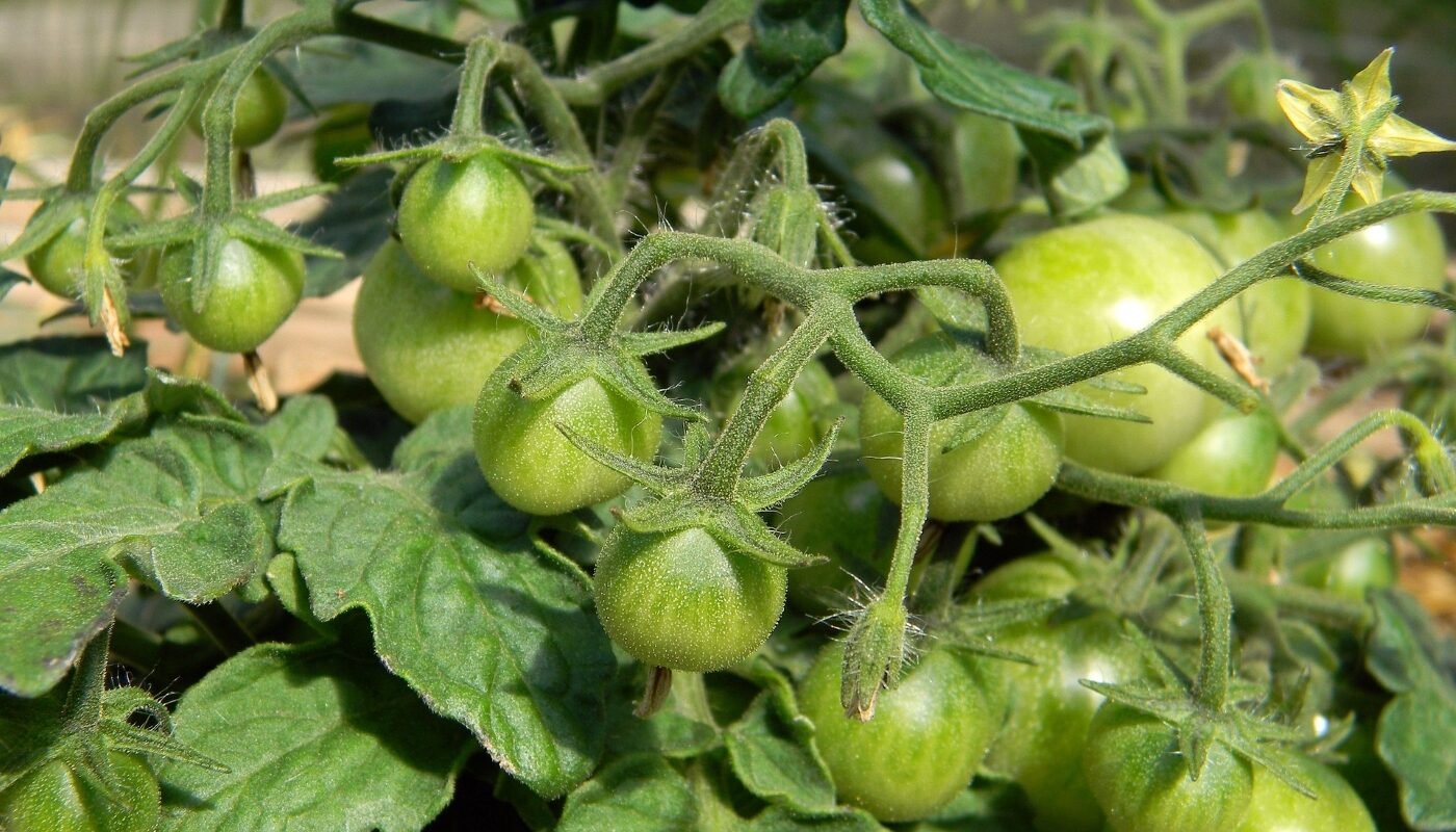 Мясистые томаты с необычным вкусом: семена этого сорта нужно купить прямо сейчас, иначе разберут