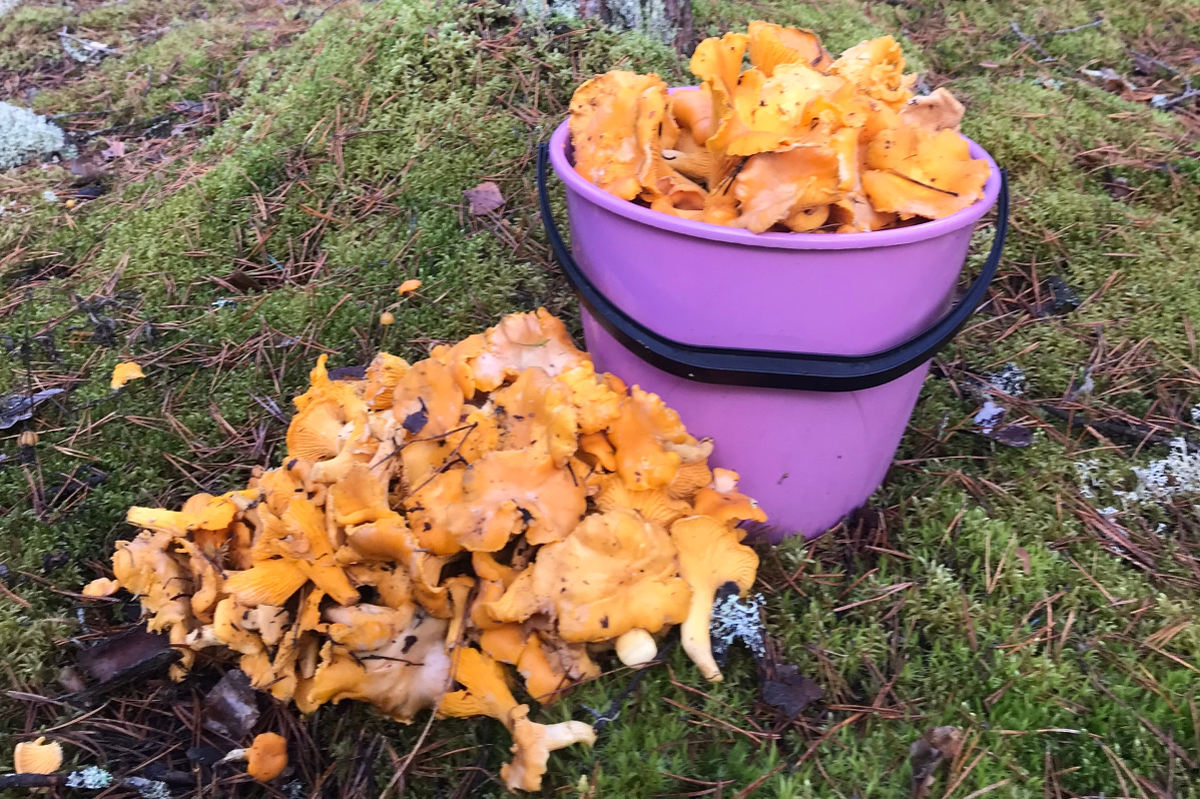 Вологжане продолжают собирать лисички ведрами