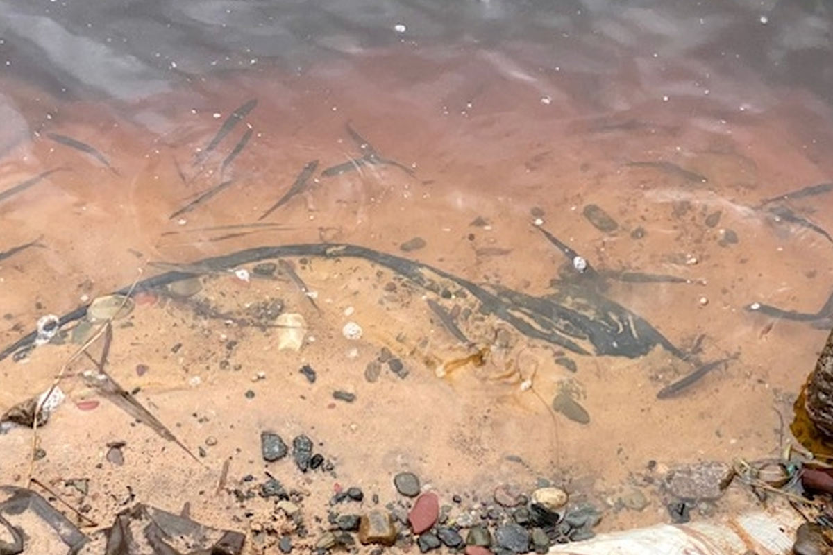 67 тысяч мальков ценной рыбы выпустили в реку Андому в Вытегорском округе