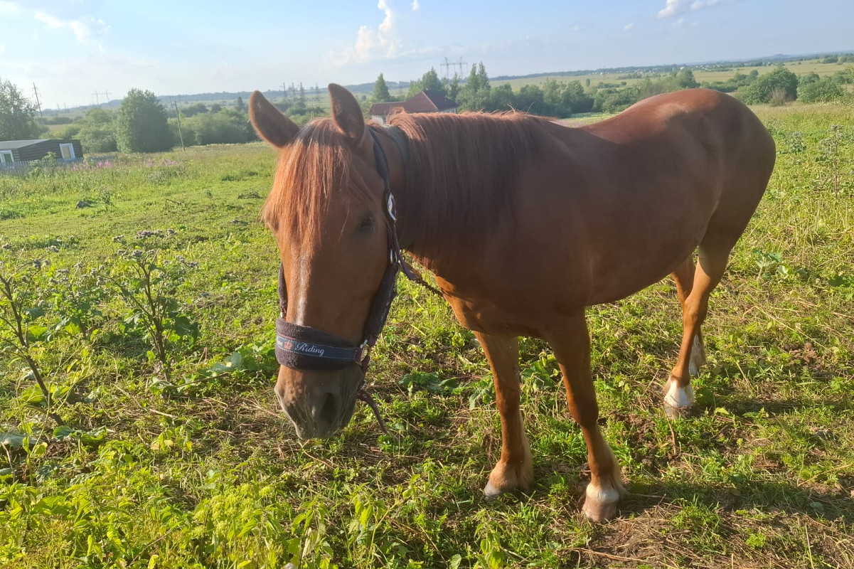 Череповчанку будут судить за падение подростка с лошади: ребенок сломал позвоночник