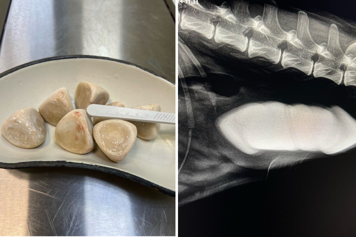 Вологодские ветеринары обнаружили в собаке гигантские камни