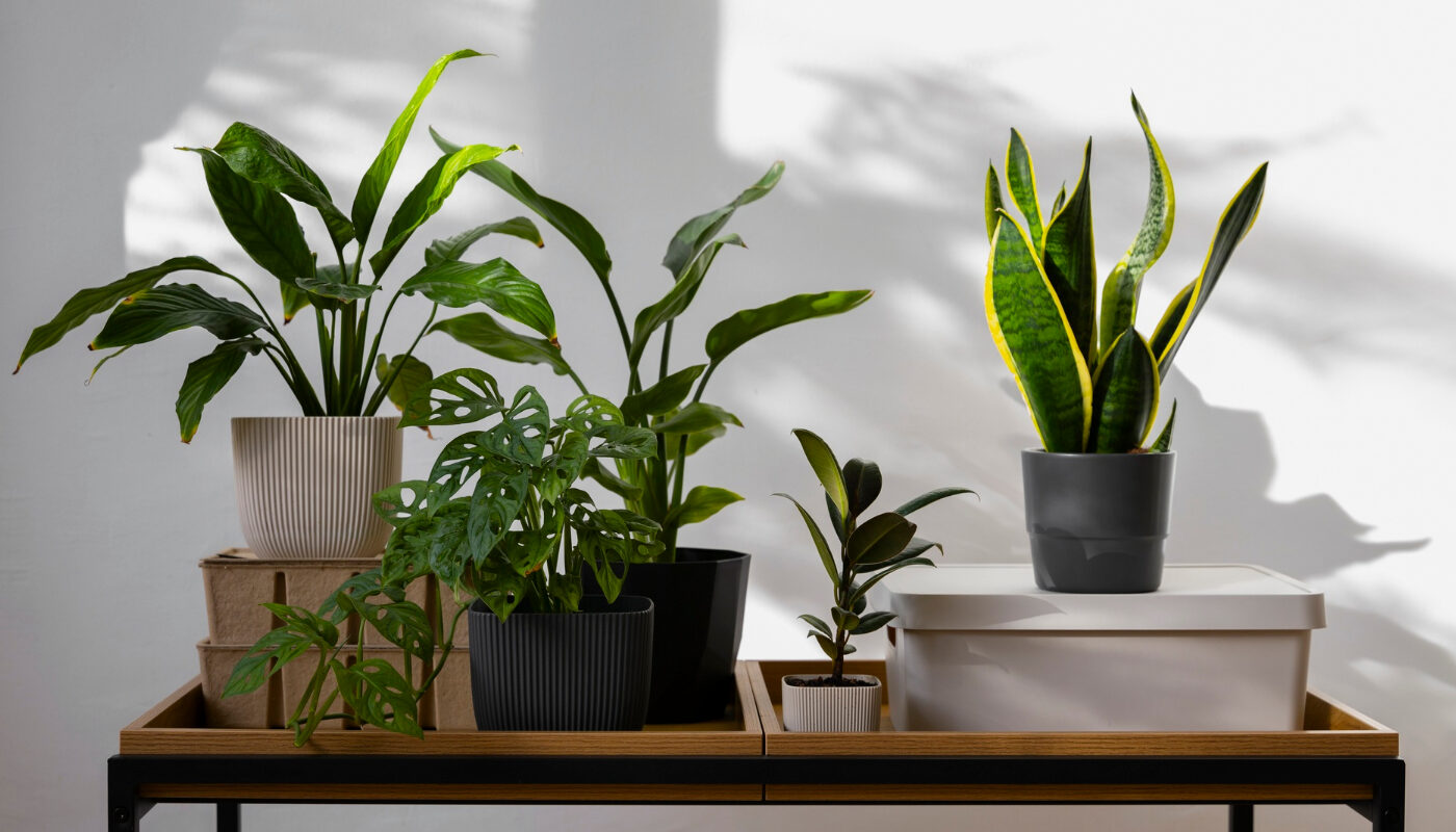 Выживают в темноте: эти 4 растения отлично переносят плохое освещение