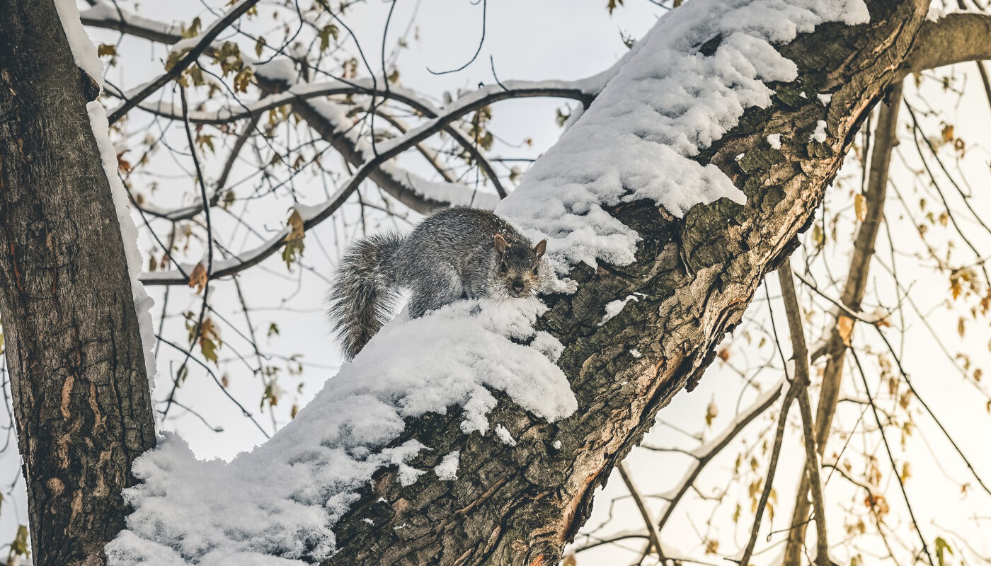 Защитит яблони и груши от грызунов: этот аптечный препарат следует использовать в ноябре