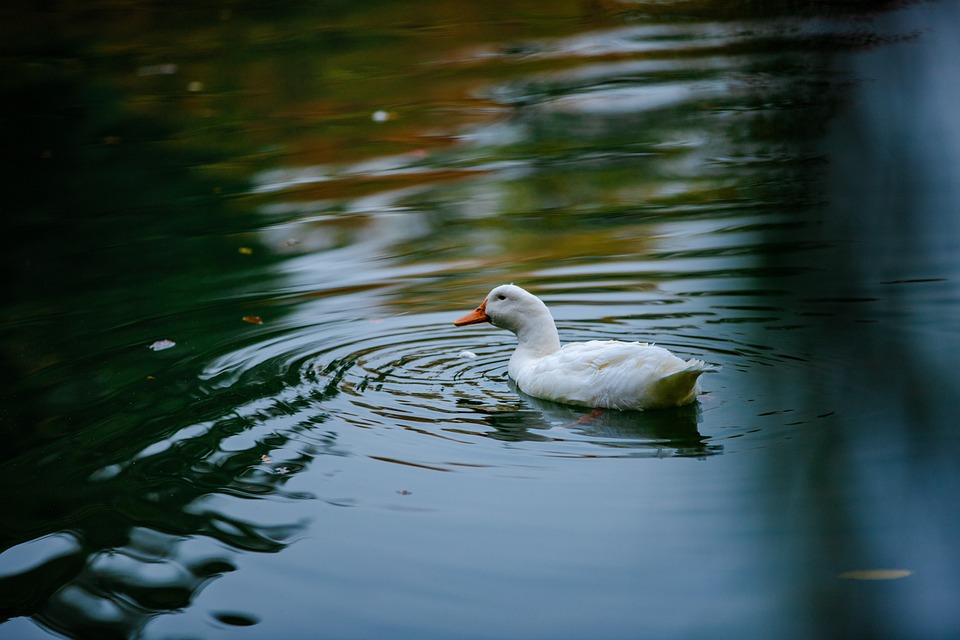 Токсины в московских водоемах: 5 шагов, чтобы защитить себя и пруды столицы
