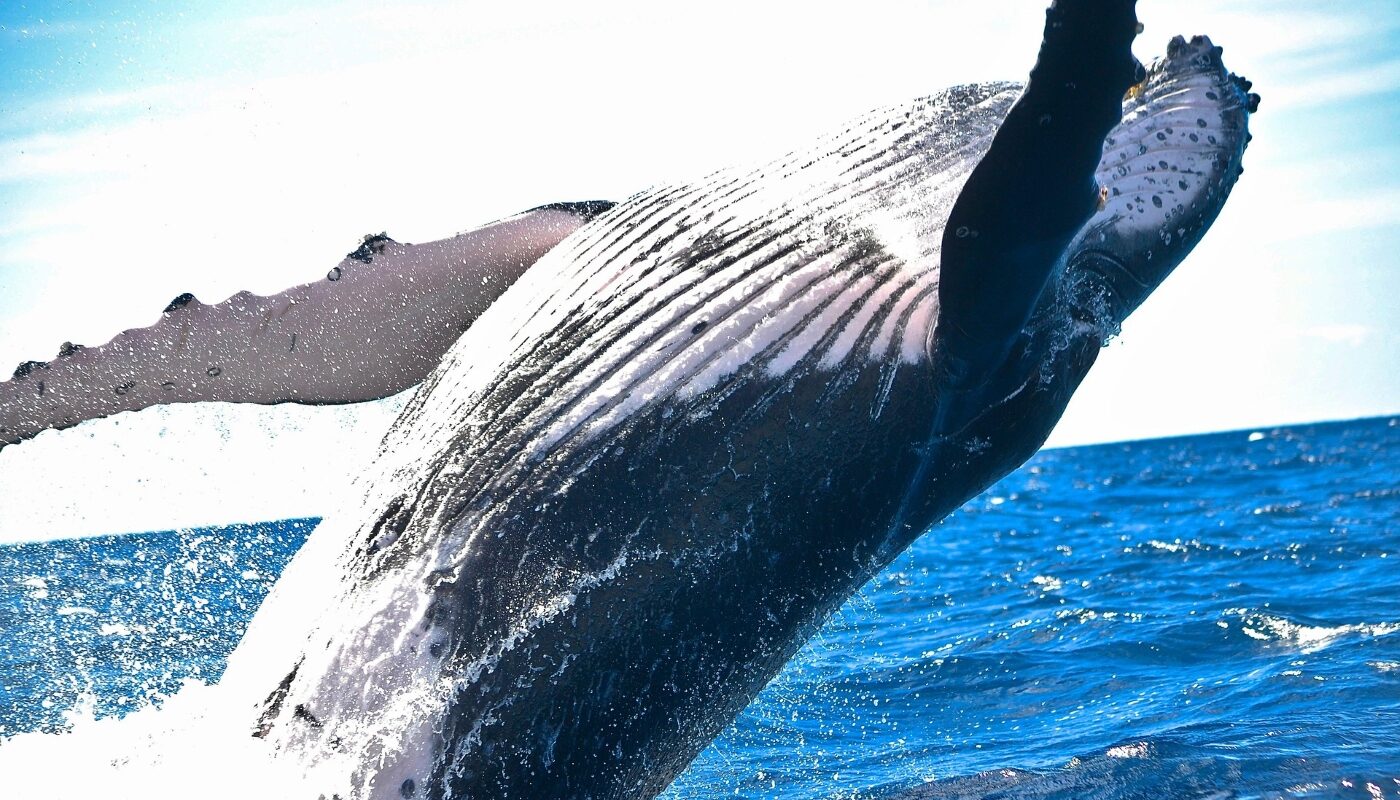 Ученые выяснили, почему киты могут жить 200 лет: секрет млекопитающих океана