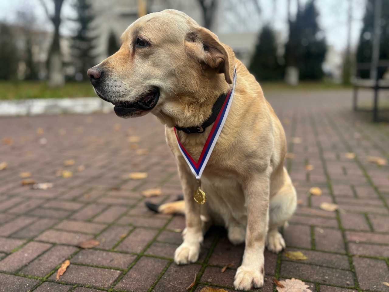 Выдающаяся карьера лабрадора Бакса закончилась в Череповце