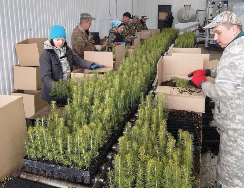 Георгий Филимонов заявил о перевыполнении плана по лесовосстановлению