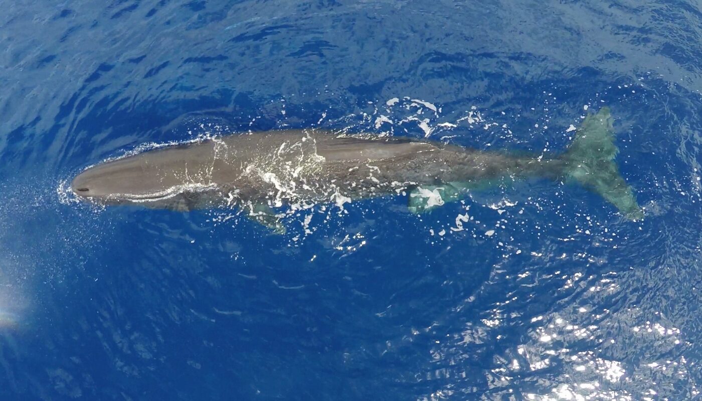 Их речь похожа на человеческую: эти млекопитающие общаются между собой, как люди