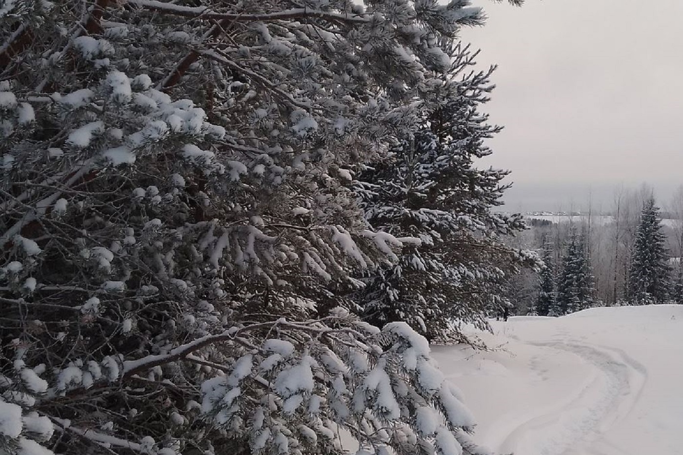 После небольшой передышки в Вологодскую область вновь придут осадки