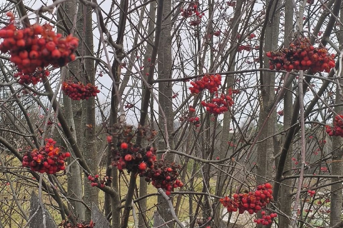 Переменчивую погоду обещают вологодские синоптики