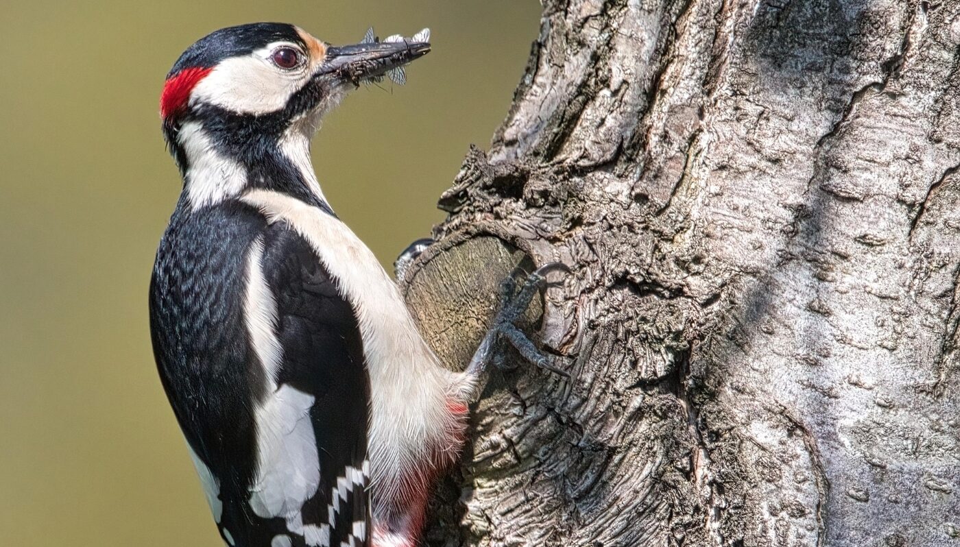 Феномен дятла: ученые выяснили, как птицы выдерживают перегрузки во время ударов по дереву
