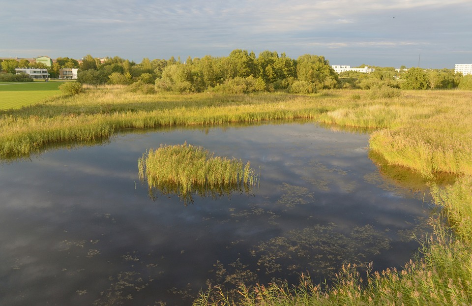 reed-9360332_960_720