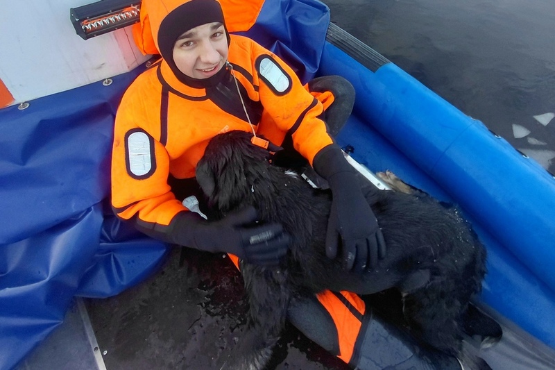 Череповчане спасли пса из ледяной реки