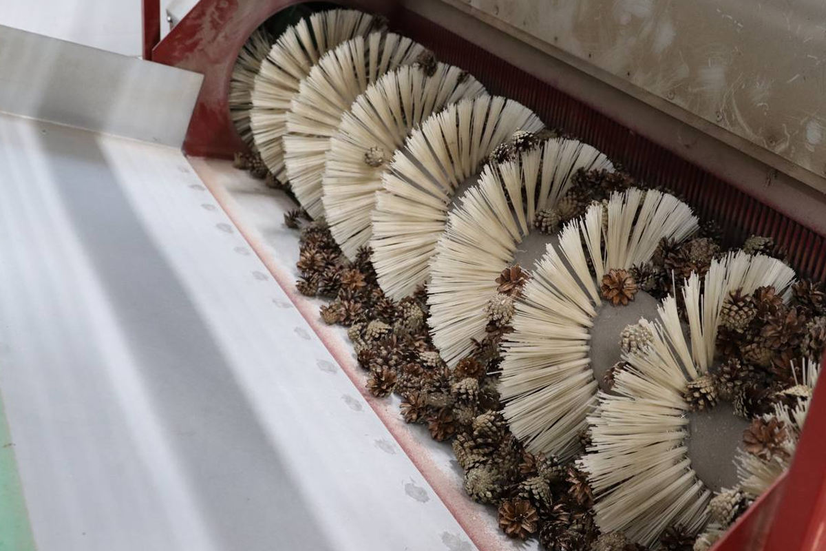 На Вологодчине собирают шишки