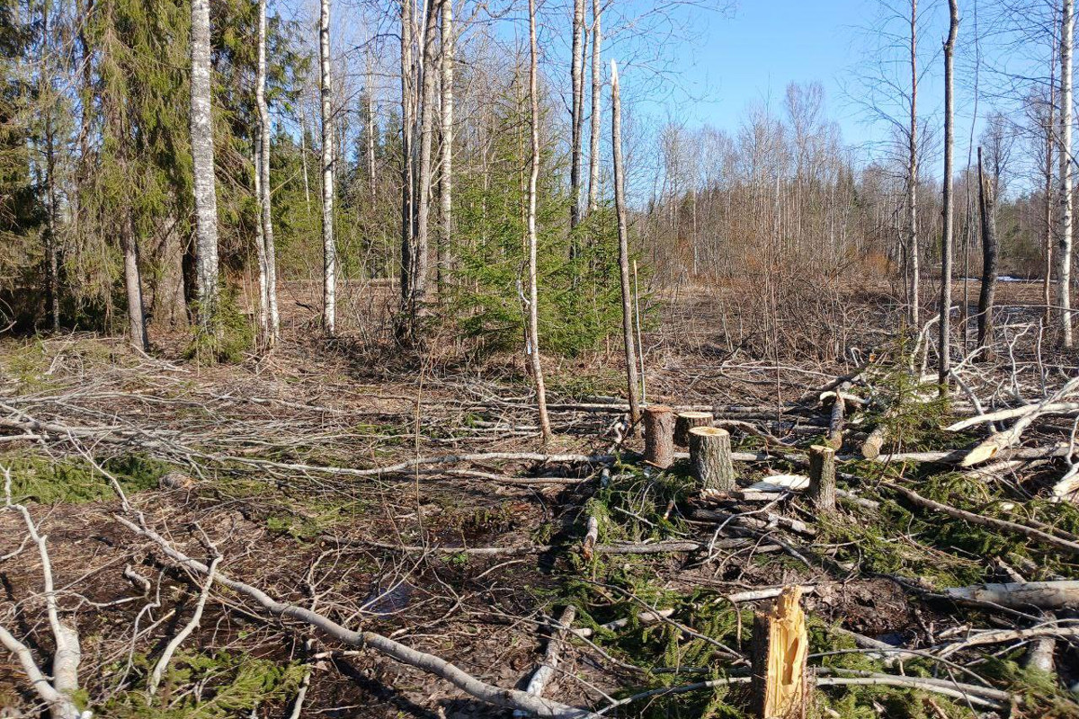 Никольчанин напилил деревьев на 10,7 млн рублей