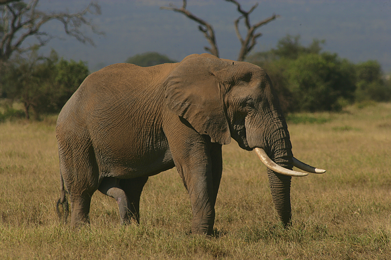 С марта 2026 года стартуют новые туры в Кению