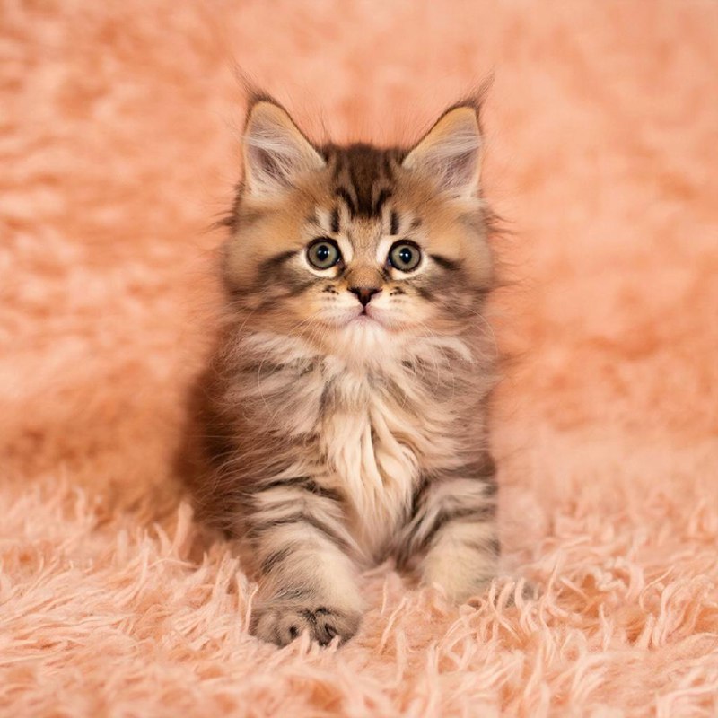 Несколько причин почему не стоит заводить кошку