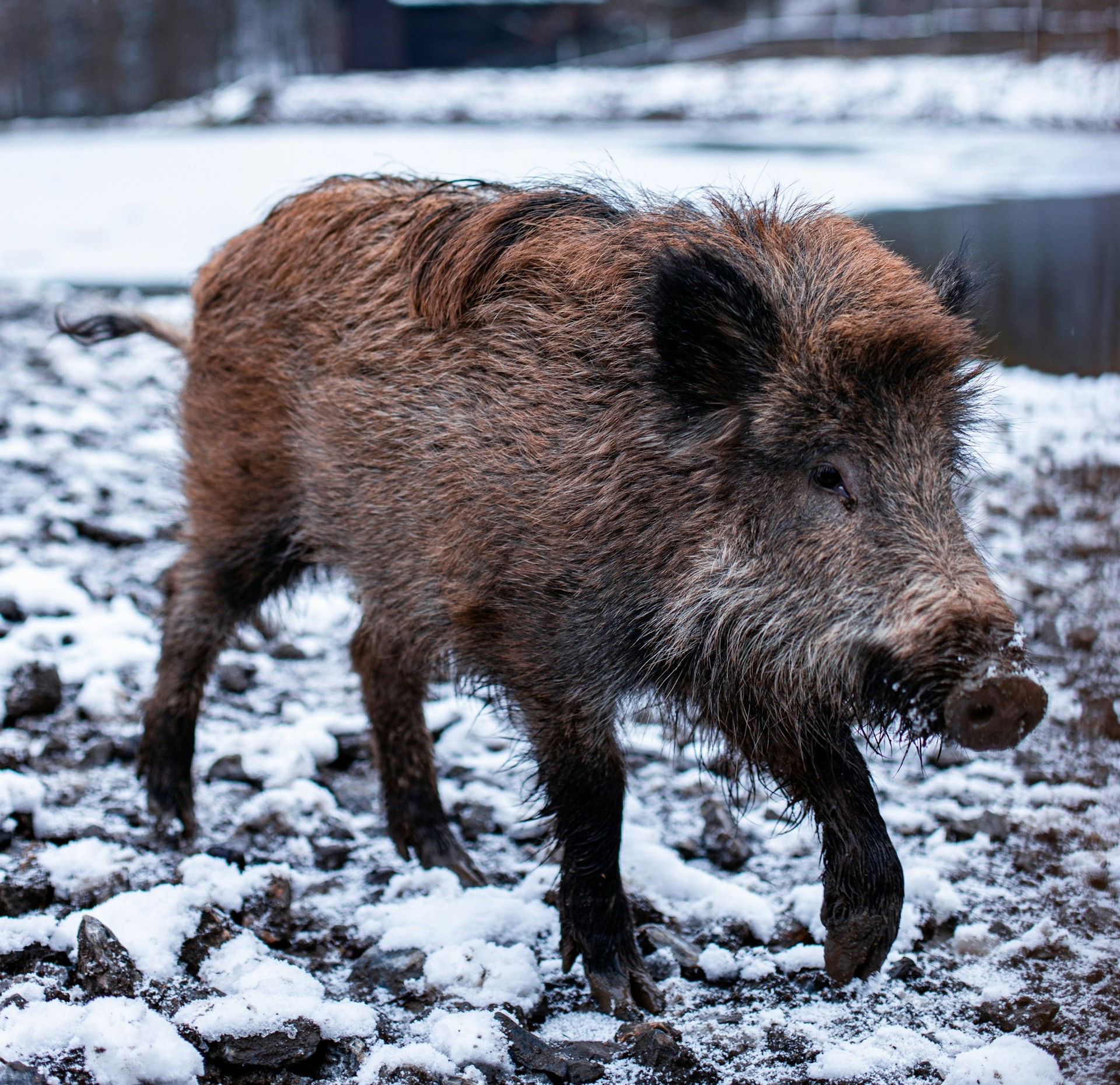 Вологодские кабаны кормятся в 1052 местах
